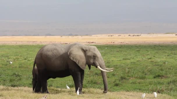 Elefante africano con giovane vitello — Video Stock