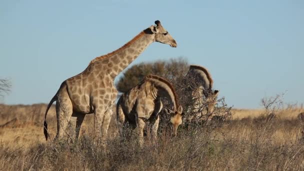 Alimentando Girafas — Vídeo de Stock