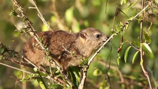 Utfodring Hyraxar — Stockvideo