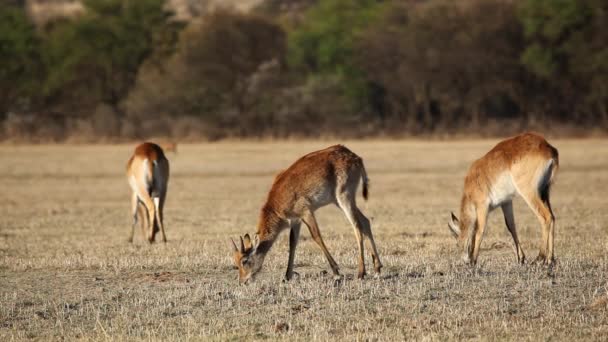 Red lechwe antelopes — Stock Video