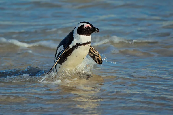Afrikaanse pinguïn — Stockfoto