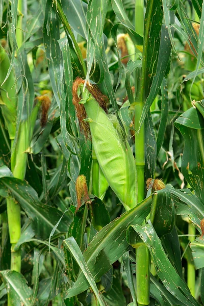 Corn (maize) — Stock Photo, Image