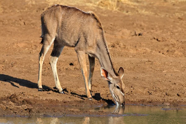 Antílope Kudu — Fotografia de Stock