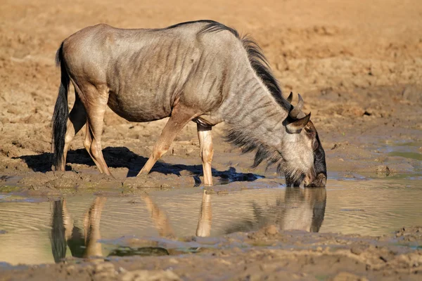 Gnus trinken Wasser — Stockfoto