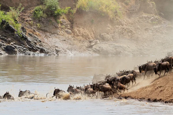 Wildebeest göç — Stok fotoğraf