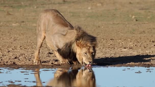 African lion drinking — Stockvideo