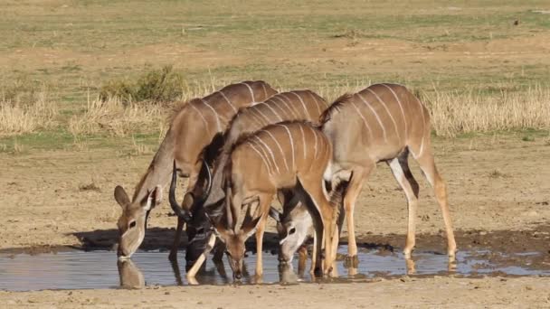 Kudu antiloper dricka — Stockvideo