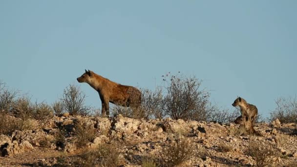 Gevlekte hyena 's — Stockvideo