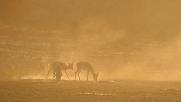 Springbok bij zonsopgang — Stockvideo