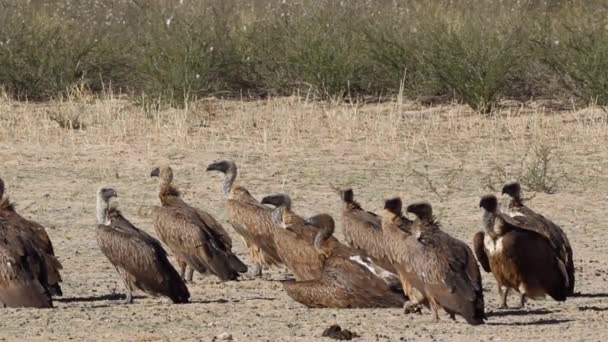 White-backed vultures — Stock Video