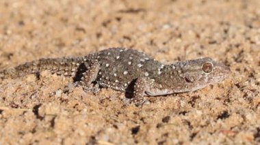 Bibron gecko