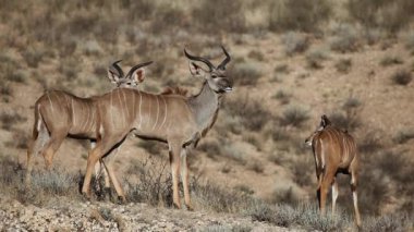 kudu antilopları