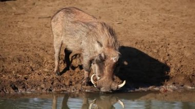 warthog içme