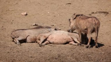 Warthog aile
