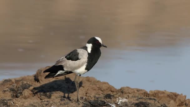 Forgeron lapwing — Video