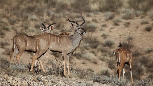 Antelopes de Kudu — Vídeo de Stock