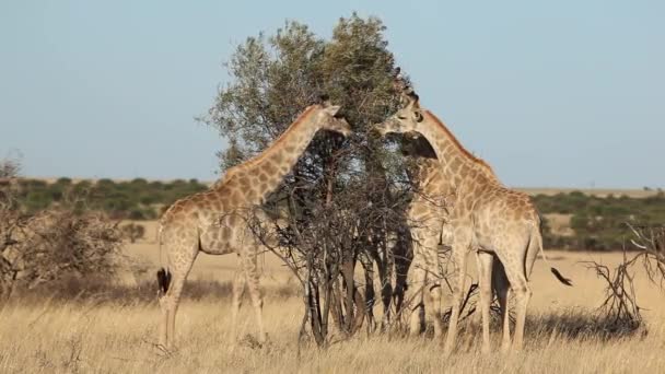 Alimentando Girafas — Vídeo de Stock