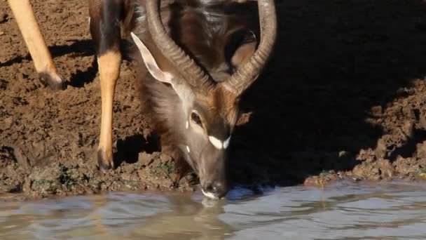 Nyala antelope drinking — Stock Video