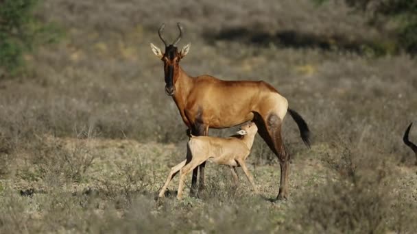 Hartebeest rojo y ternera — Vídeo de stock