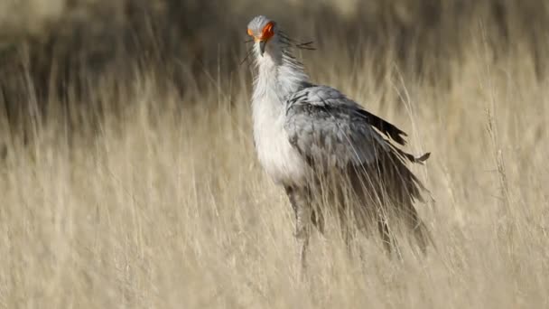 Secretaris vogels — Stockvideo