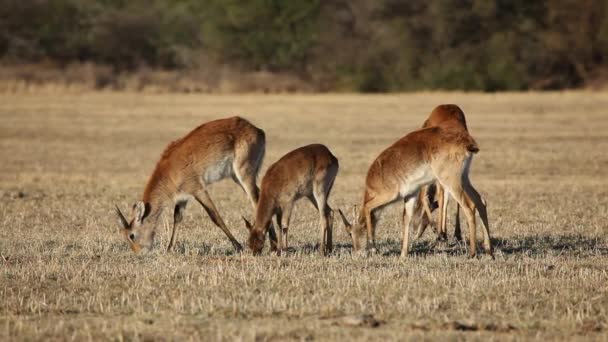 Antilechwe rouge 