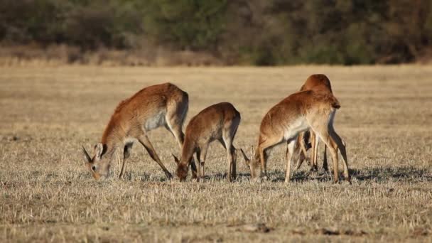 Red lechwe antelopes — Stock Video