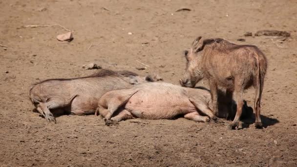 Família warthog — Vídeo de Stock