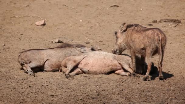 Warthog family — Stock Video