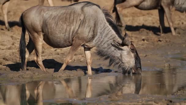 Gnus trinken Wasser — Stockvideo