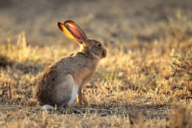 Scrub hare clipart