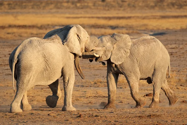 African elephants fighting — Stock Photo, Image