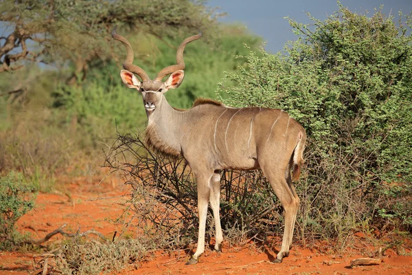 Kudu antilope — Stockfoto