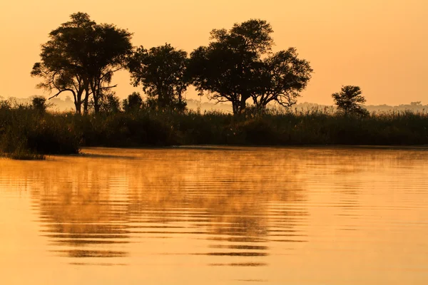 Trees and reflection — Stock Photo, Image