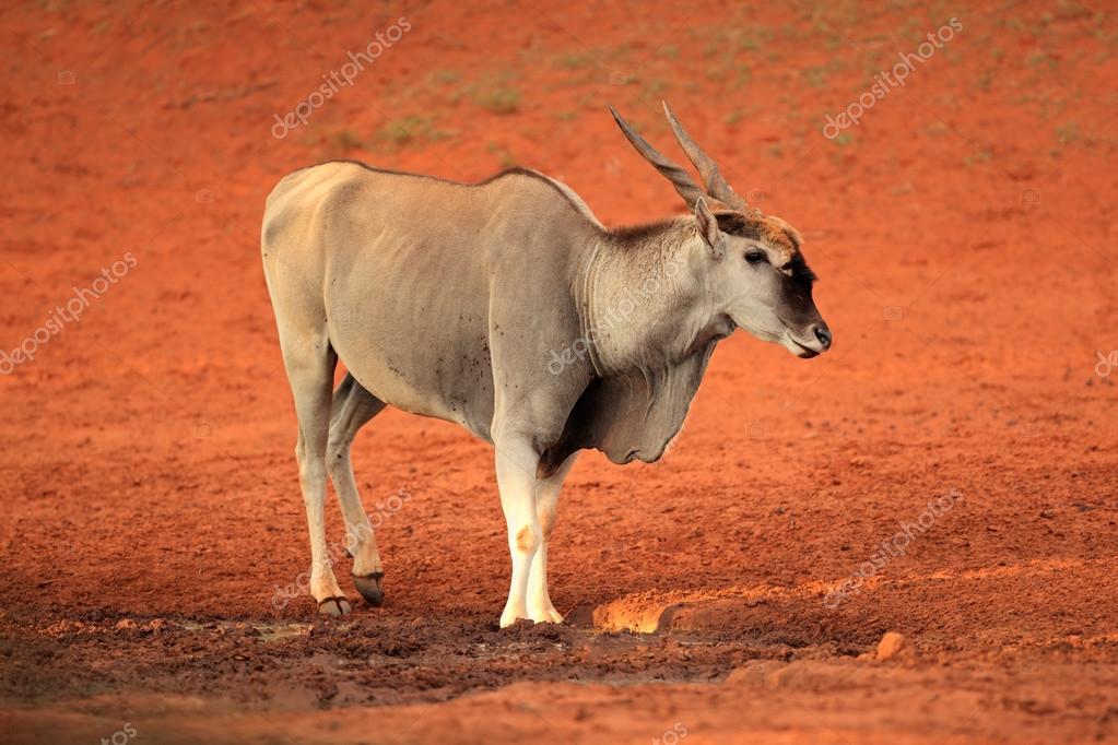 waterbuck-6351402_640.jpg