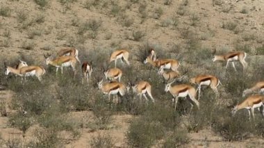 Springbok antilop besleme