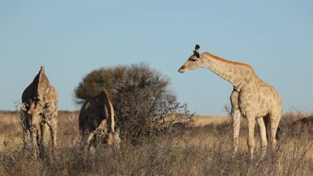 Voeding giraffenalimentar jirafas — Stockvideo