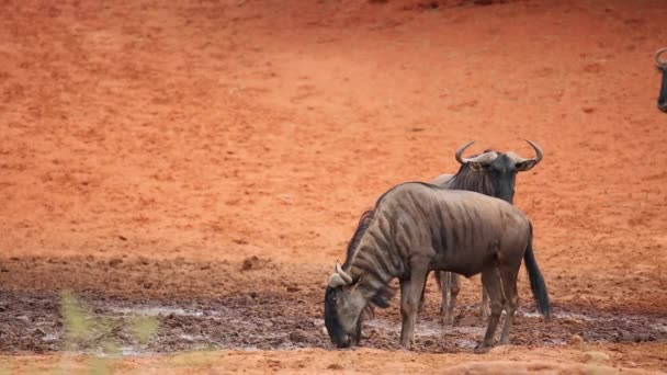 Wildebeest at waterhole — Stock Video