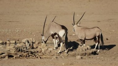Gemsbok antilop