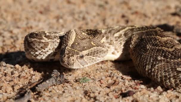 Defensieve puff adder — Stockvideo