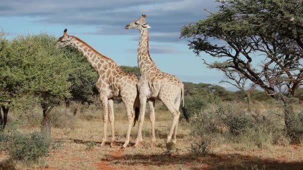 Giraffe interaction — Stock Video