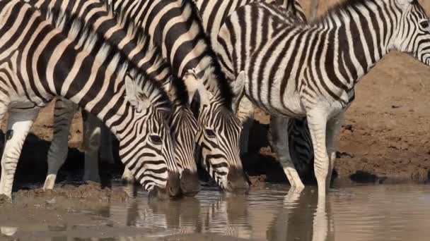 Zebras das planícies bebendo — Vídeo de Stock