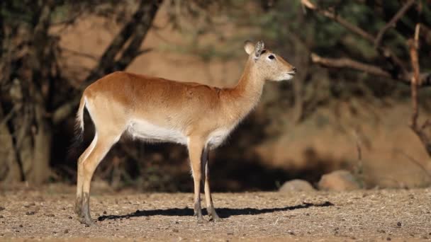 Antilechwe rouge 
