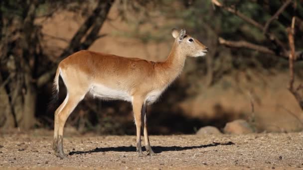 红色 lechwe 羚羊 — 图库视频影像