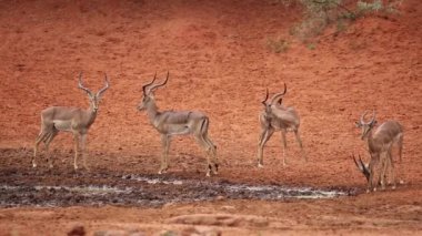 Impala antilop ziyarette200