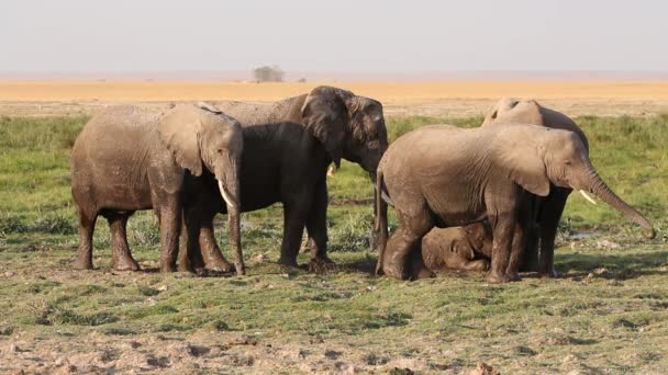 Afrikaanse olifanten in modder — Stockvideo