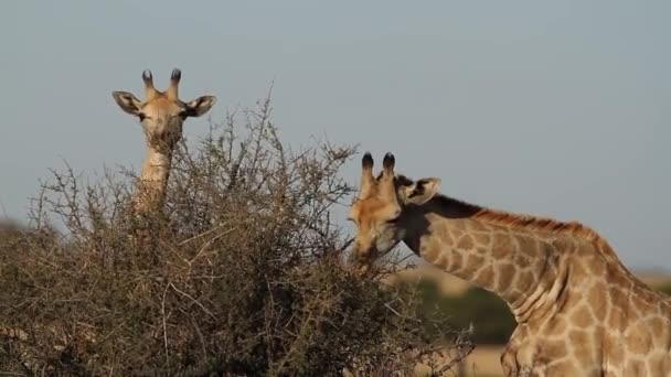 Voeding giraffenalimentar jirafas — Stockvideo