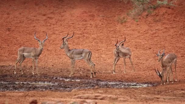 Antilopes Impala au point d'eau — Video