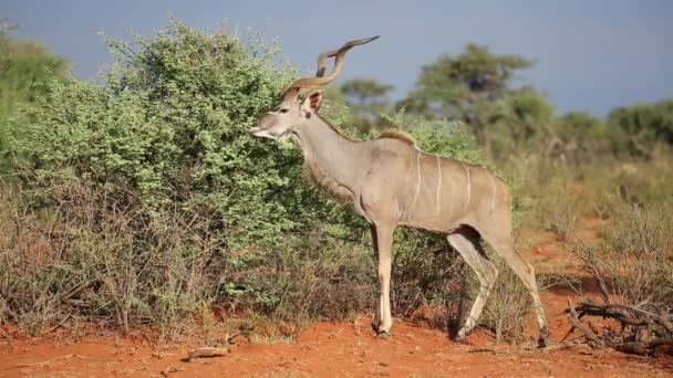 Kudu touro alimentação — Vídeo de Stock