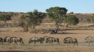 Mavi wildebeest yürüyüş