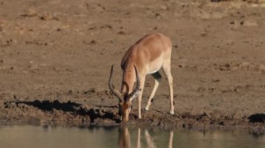 Impala antilop içme